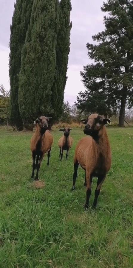 Entre Perigueux Et Bergerac Βίλα Vergt Εξωτερικό φωτογραφία